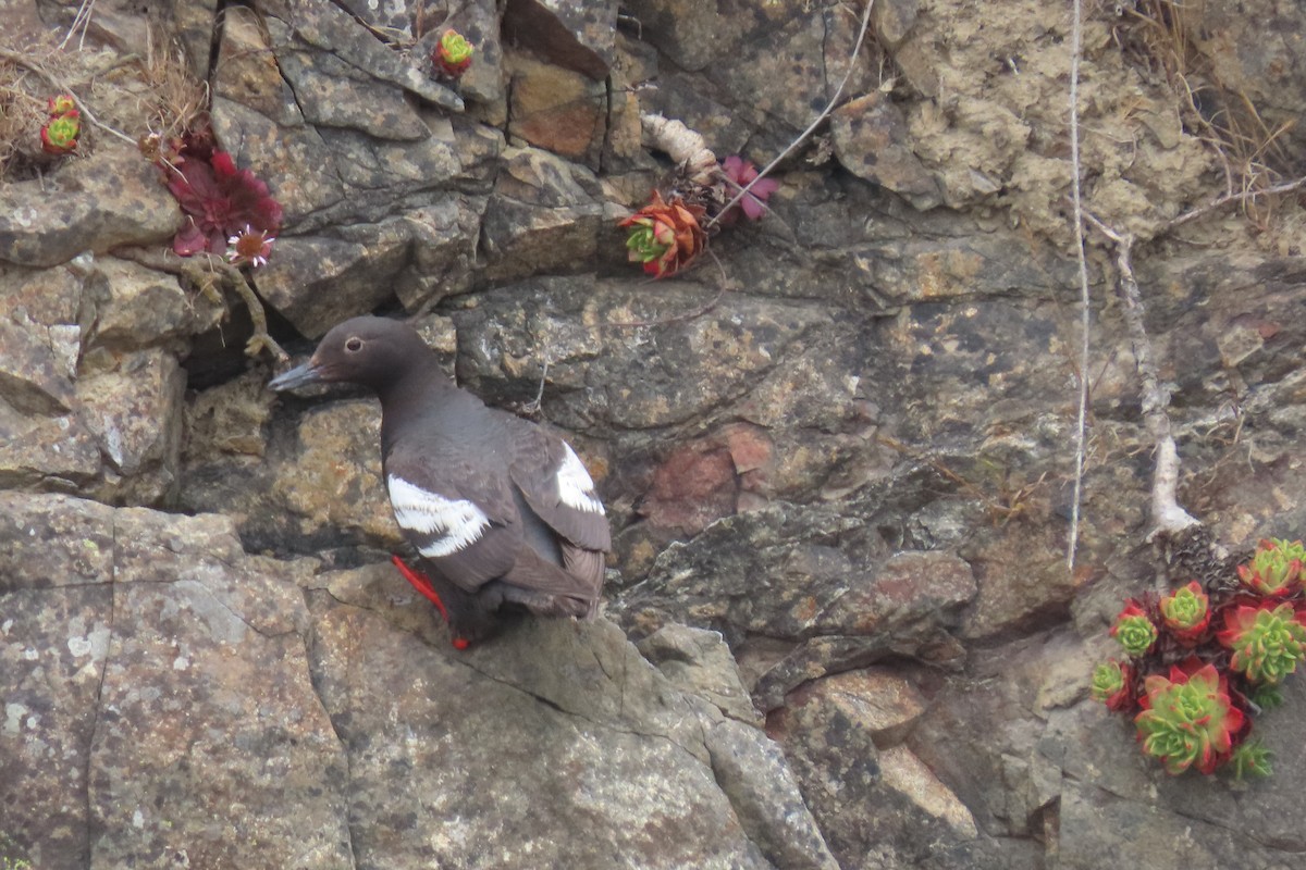 Guillemot colombin - ML639190997
