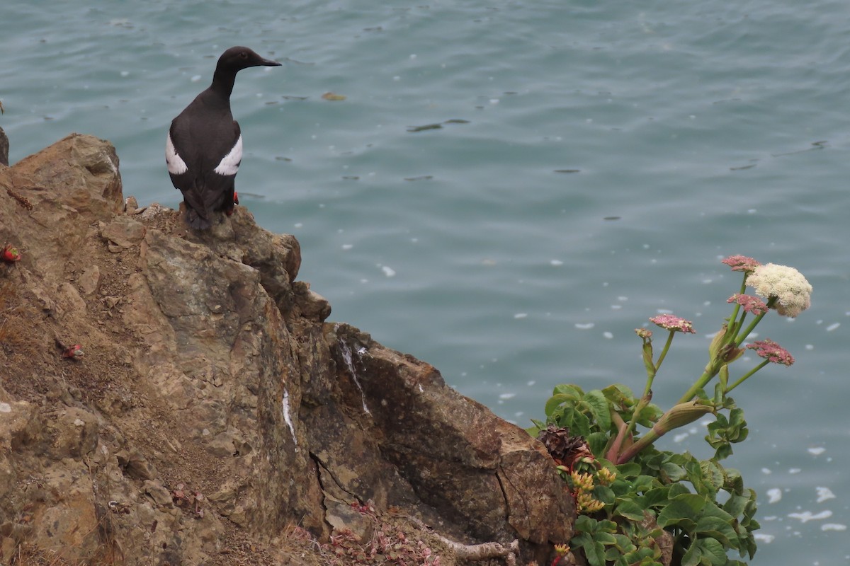 Guillemot colombin - ML639190998