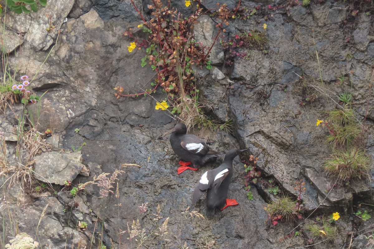 Guillemot colombin - ML639190999