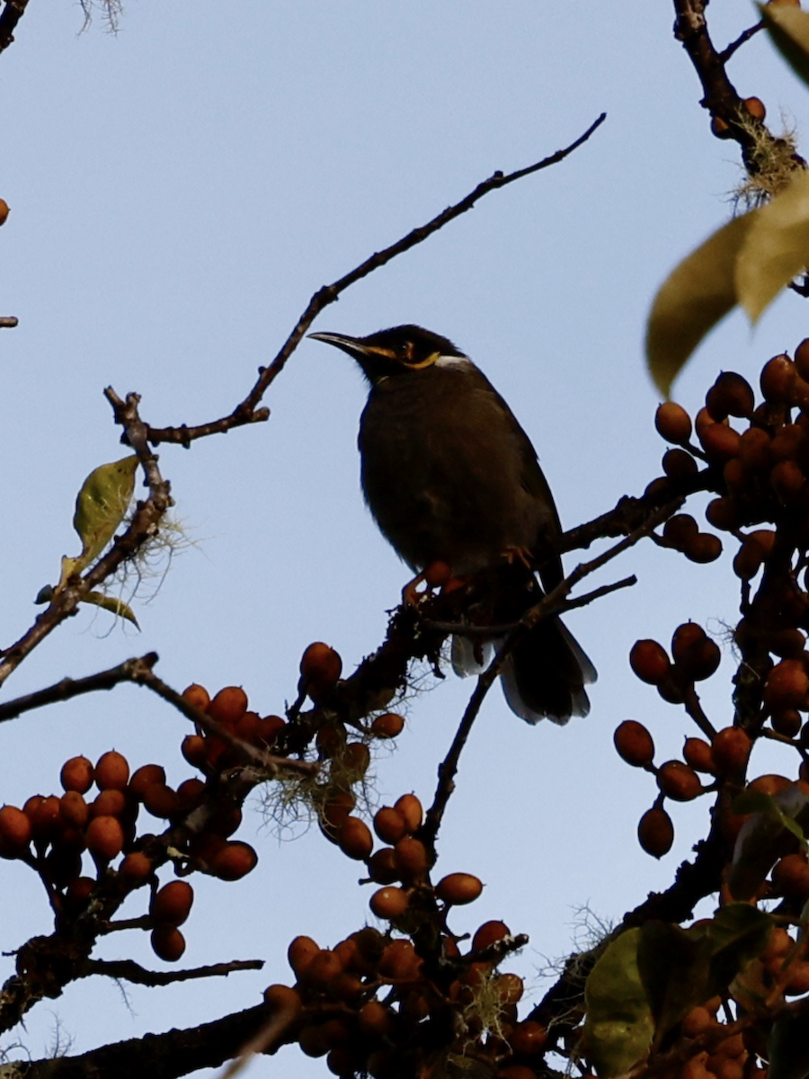 Black-throated Honeyeater - ML639191150