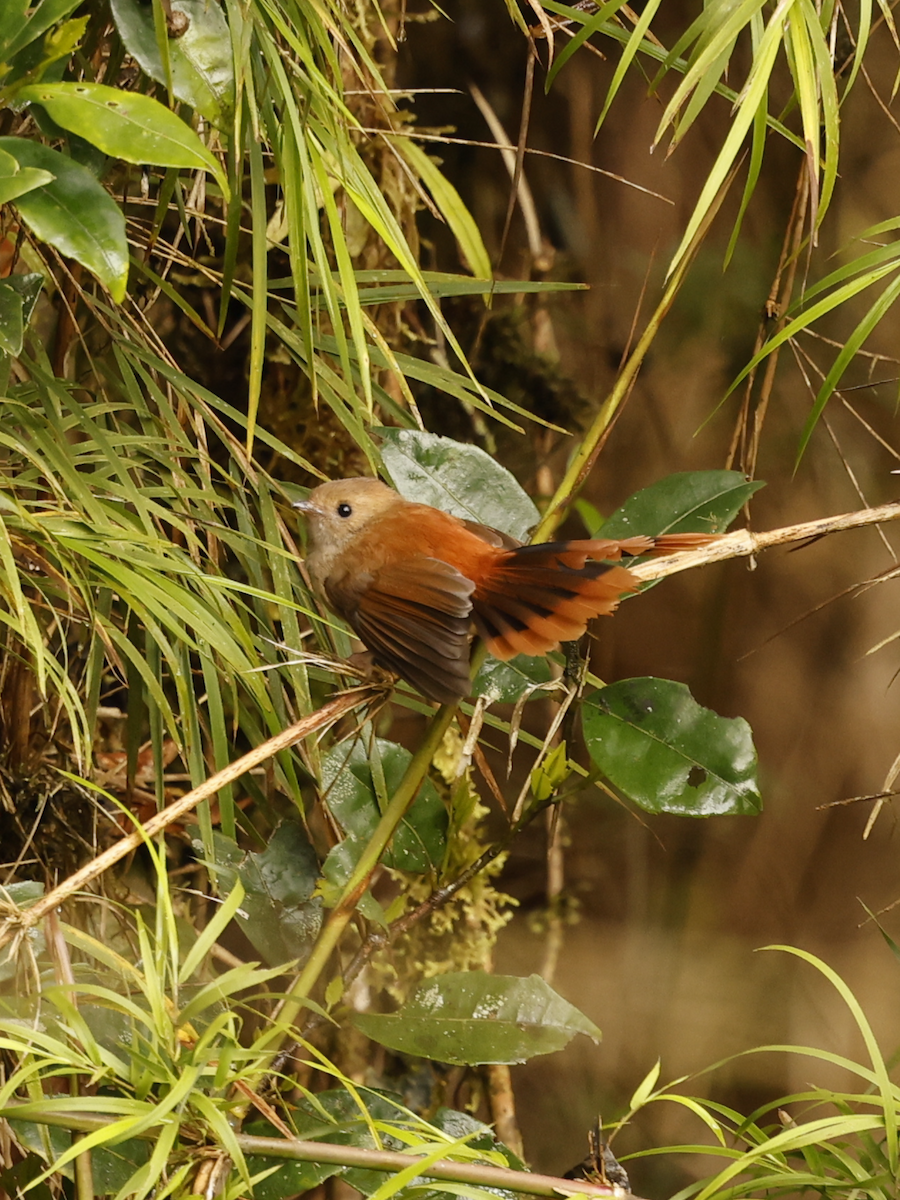 Dimorphic Fantail - ML639191165