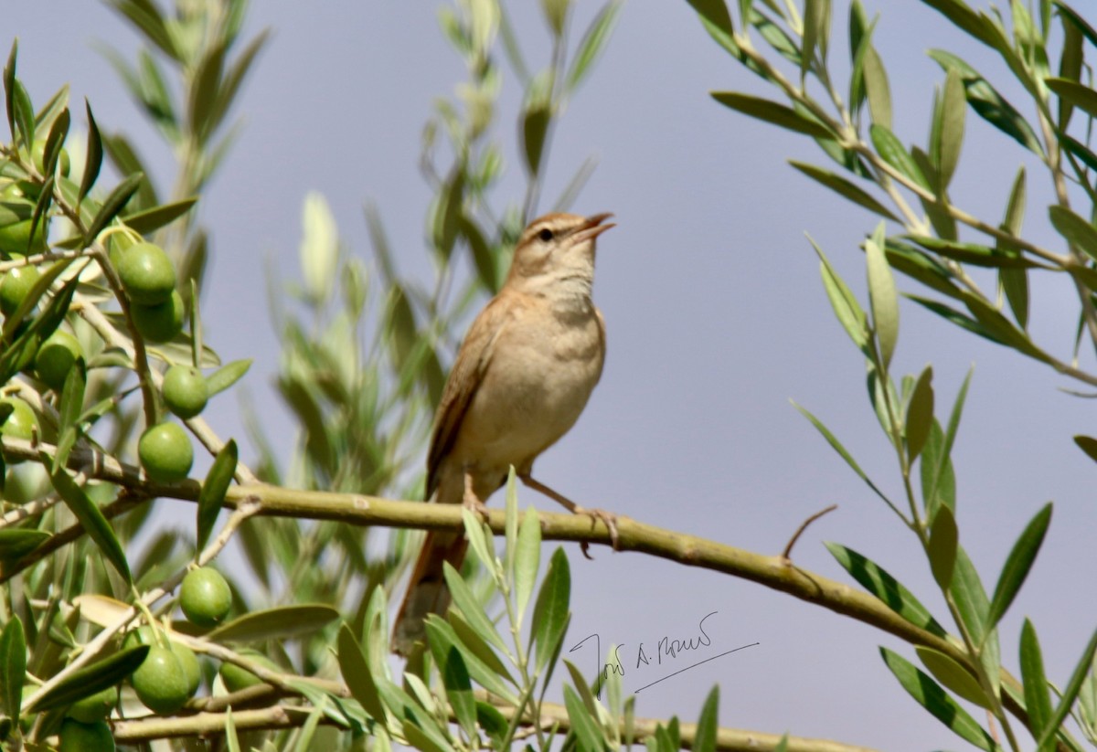Rufous-tailed Scrub-Robin - ML639191208