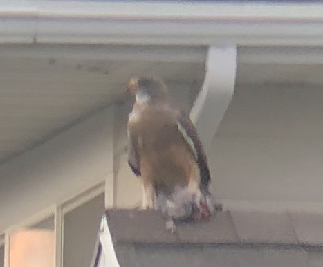 Swainson's Hawk - ML639191399