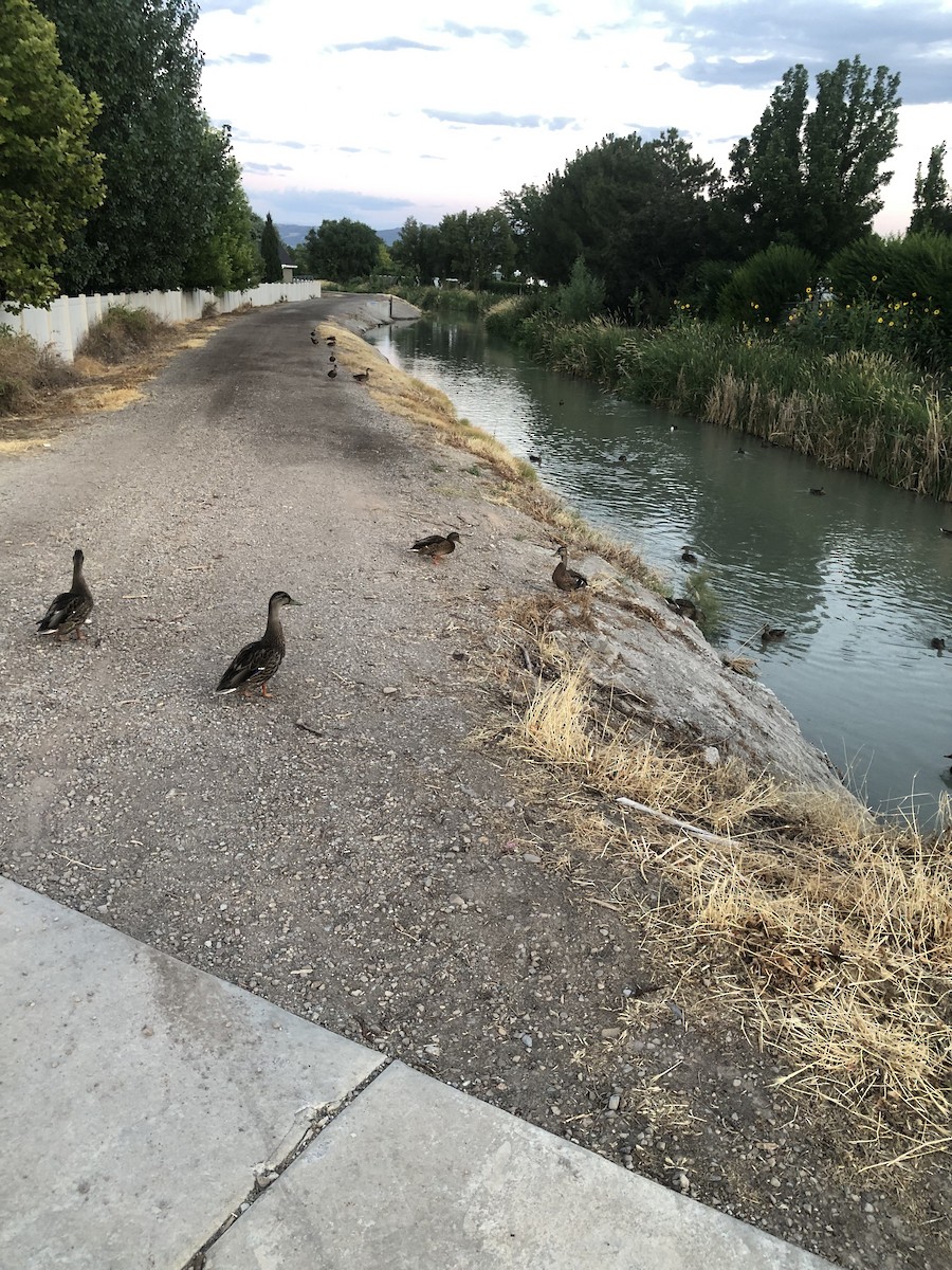 Mallard - ML639191446