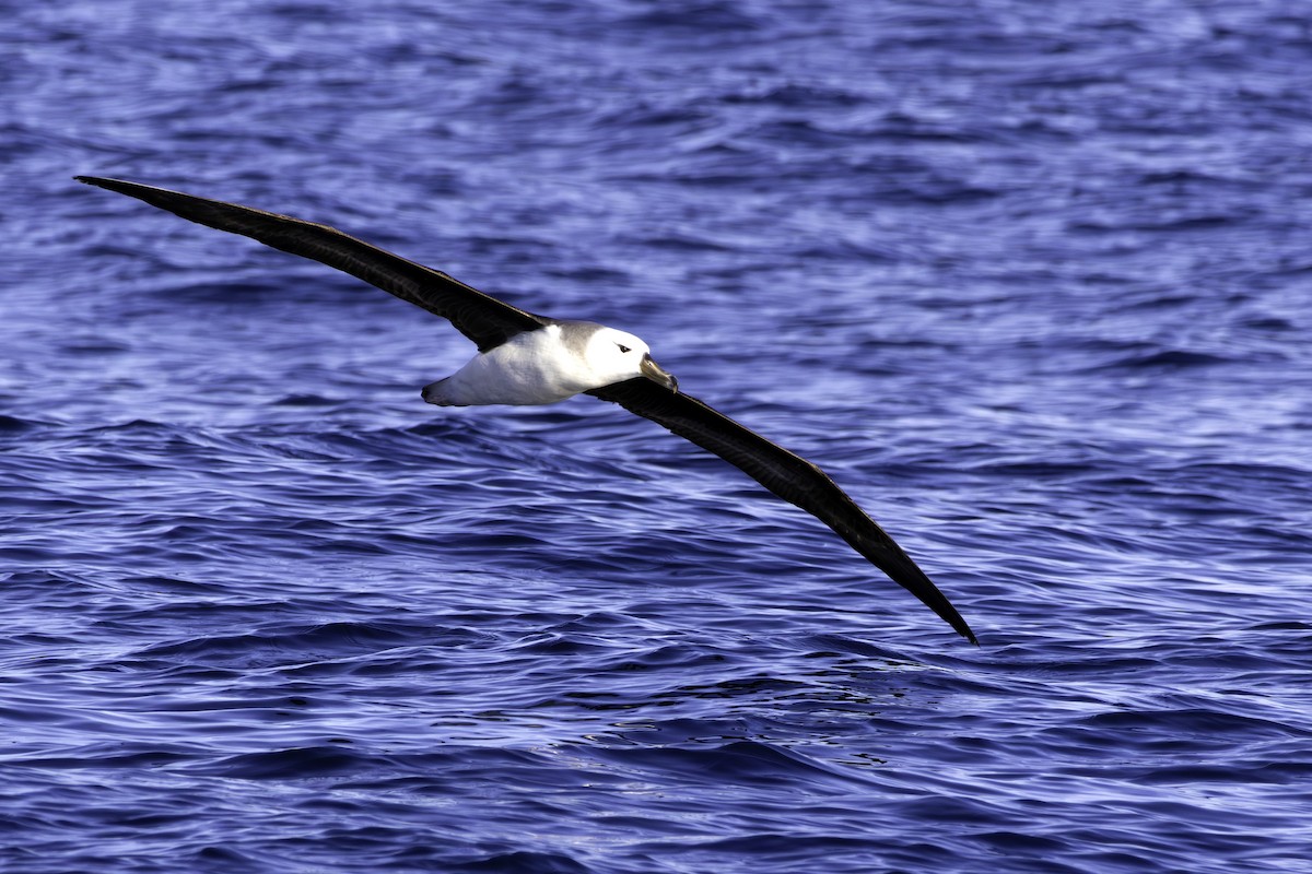 Black-browed Albatross - ML639191526