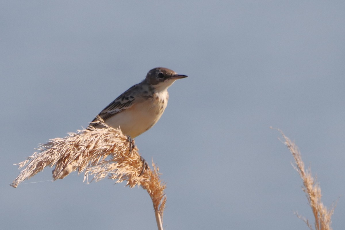 Western Yellow Wagtail (feldegg) - ML639191549