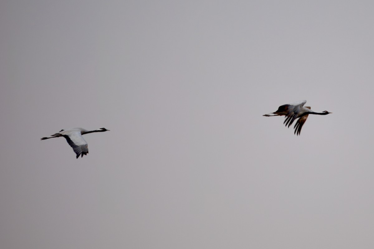 Demoiselle Crane - ML639191577