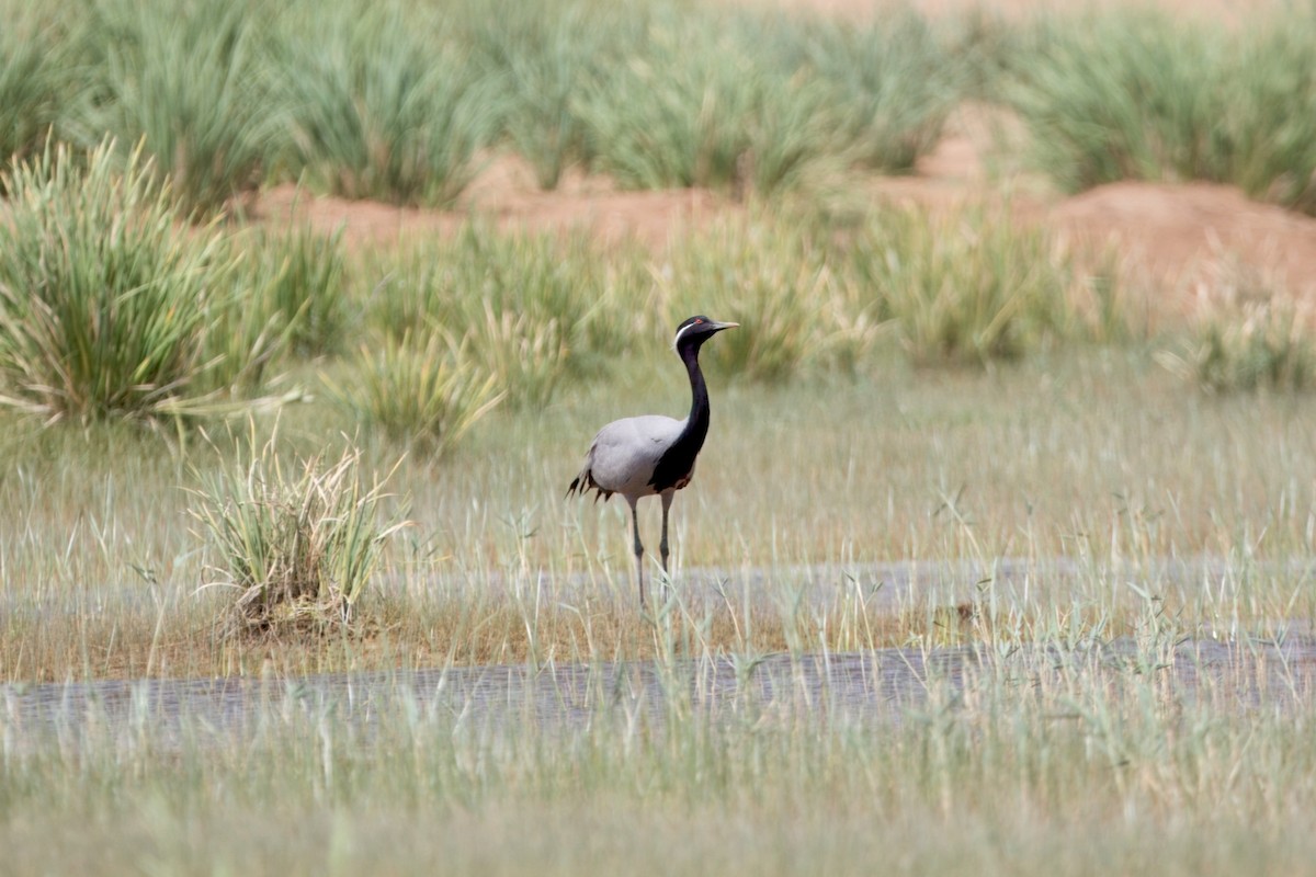 Demoiselle Crane - ML639191582