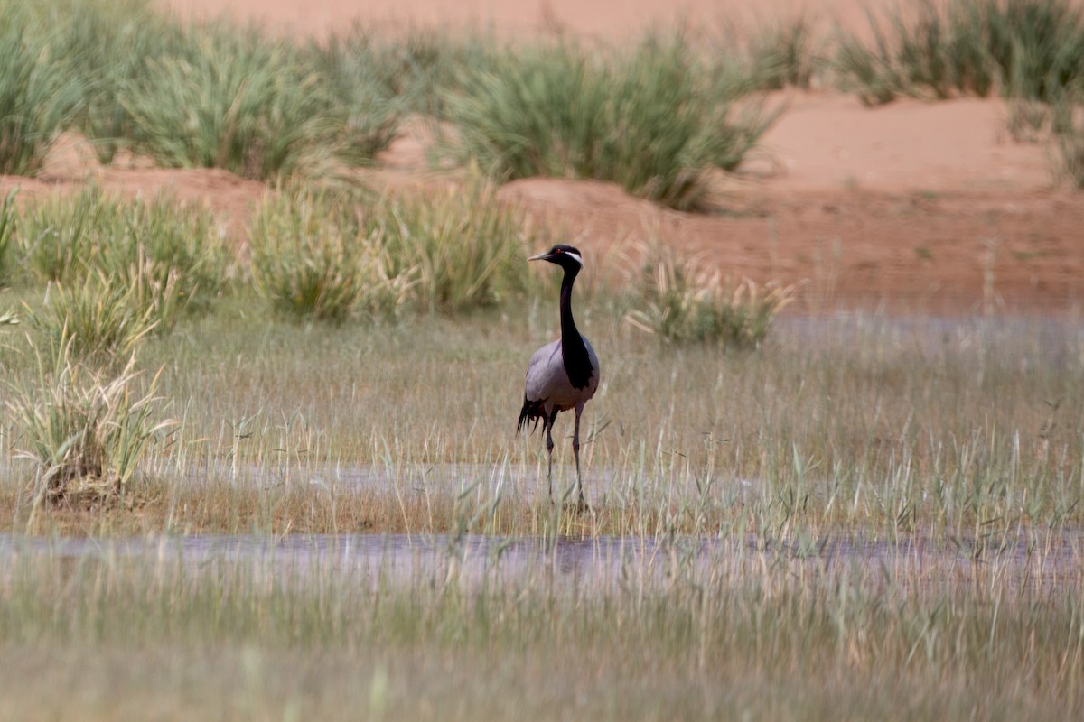 Demoiselle Crane - ML639191583