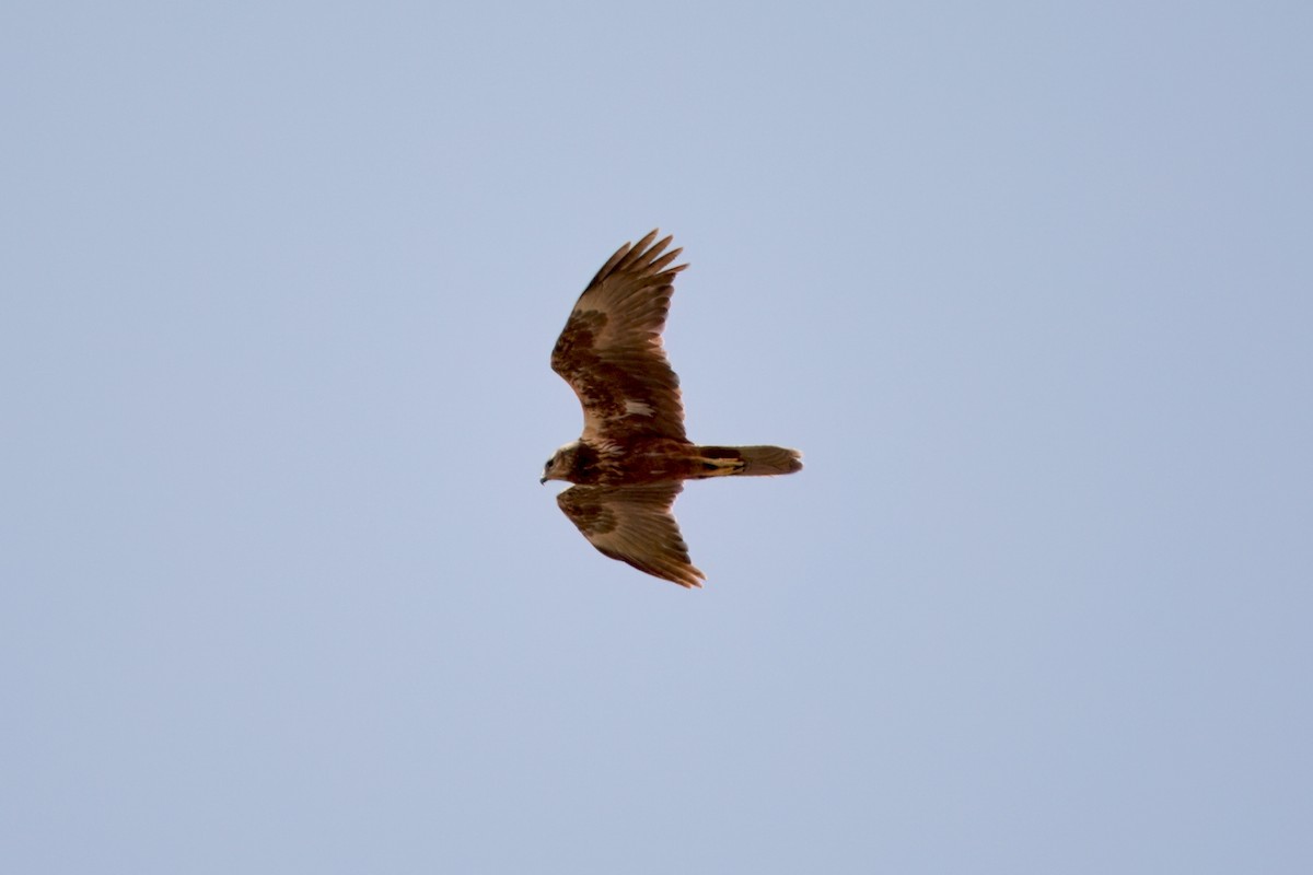 Eastern Marsh Harrier - ML639191608