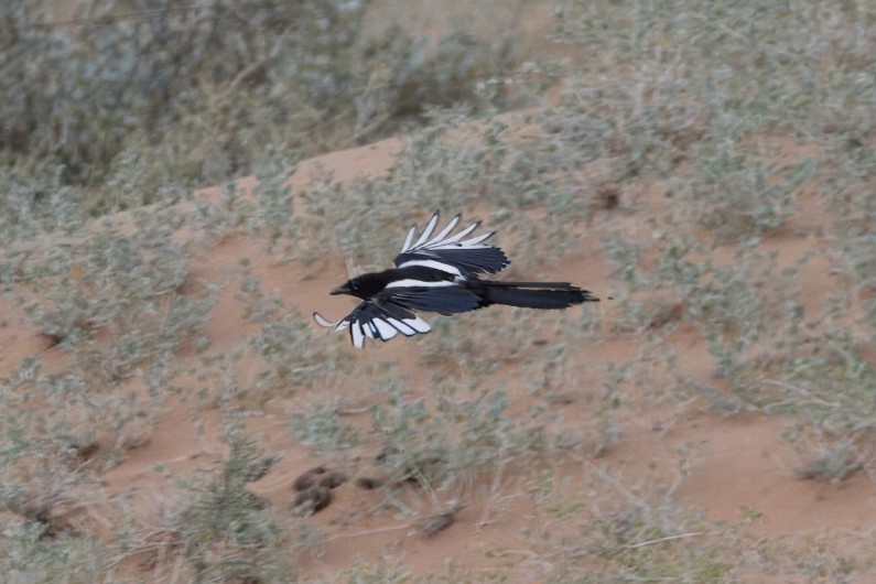 Oriental Magpie - ML639191618