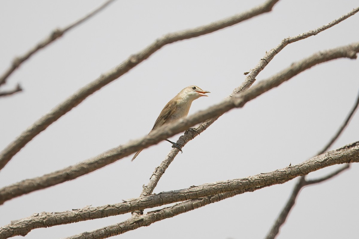 Oriental Reed Warbler - ML639191629