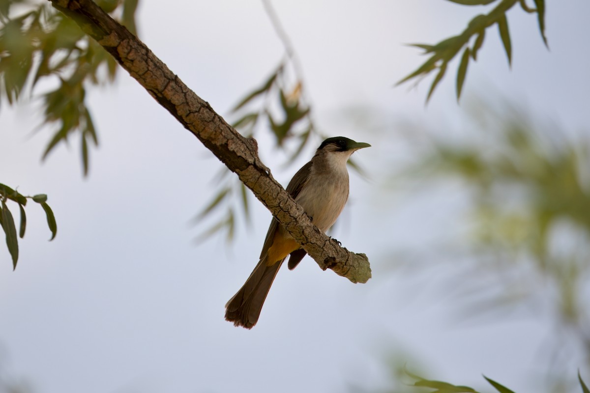 Brown-breasted Bulbul - ML639191648