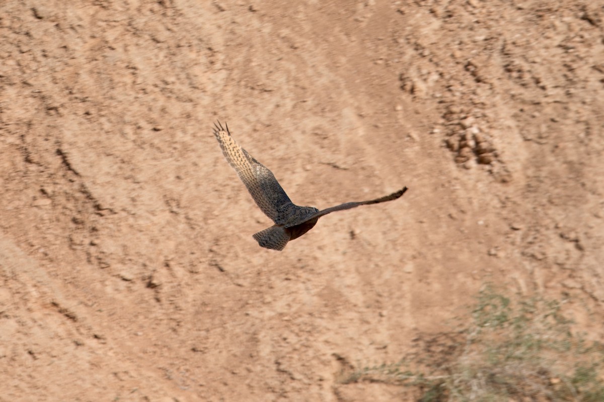 Eurasian Eagle-Owl - ML639191673