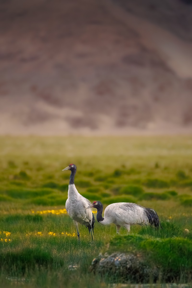 Black-necked Crane - ML639191820