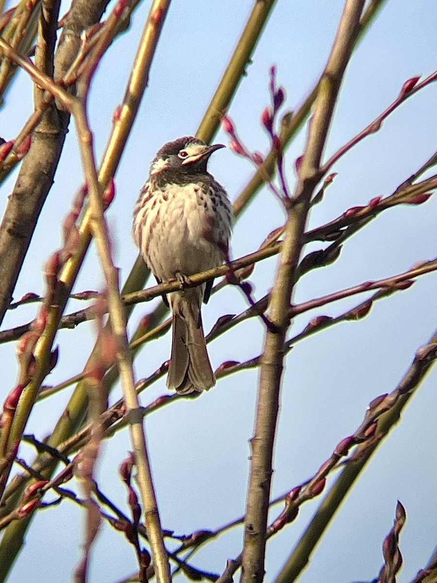 White-fronted Honeyeater - ML639191904