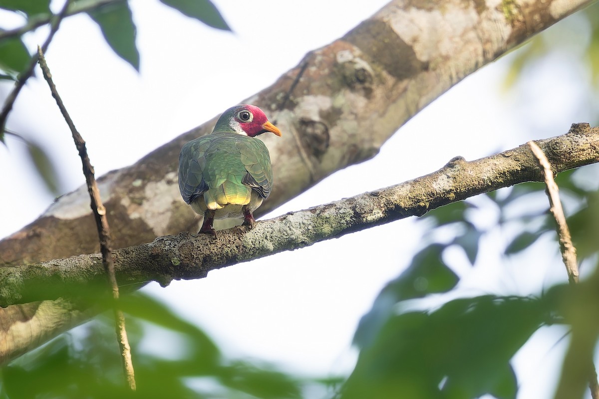 Jambu Fruit-Dove - ML639191933