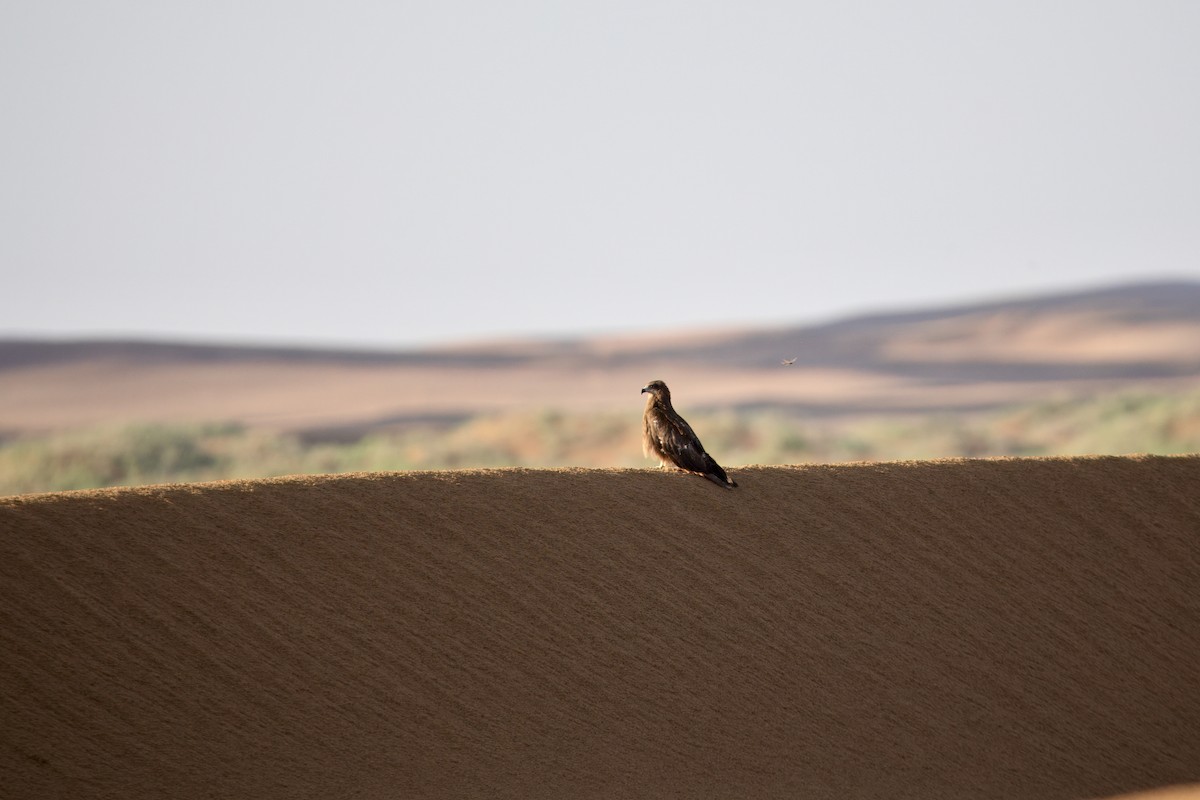 Black Kite - ML639191950