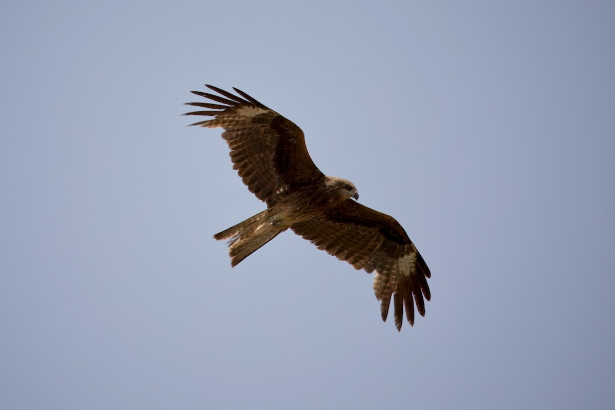 Black Kite - ML639191956