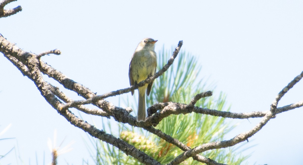 Dusky Flycatcher - ML639192042