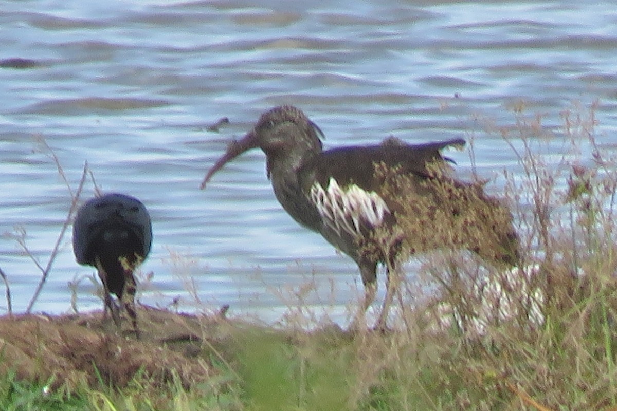 Ibis caronculé - ML639192171