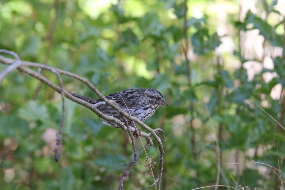 Song Sparrow - ML639192211