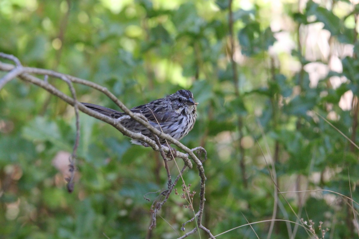 Song Sparrow - ML639192212