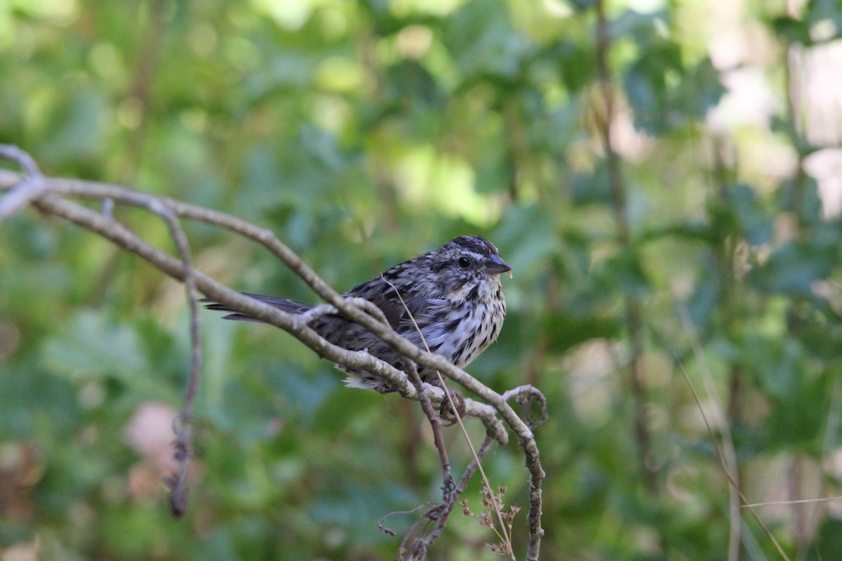 Song Sparrow - ML639192213