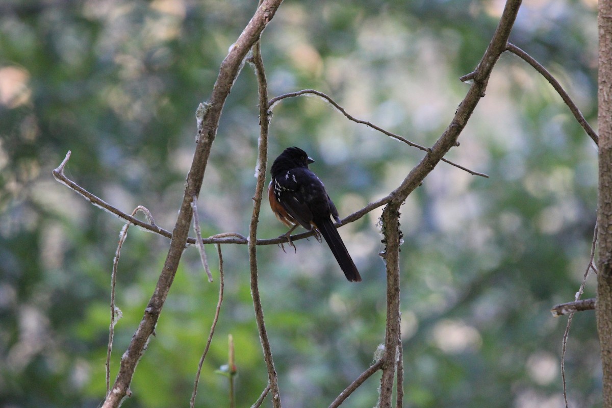 Spotted Towhee - ML639192215