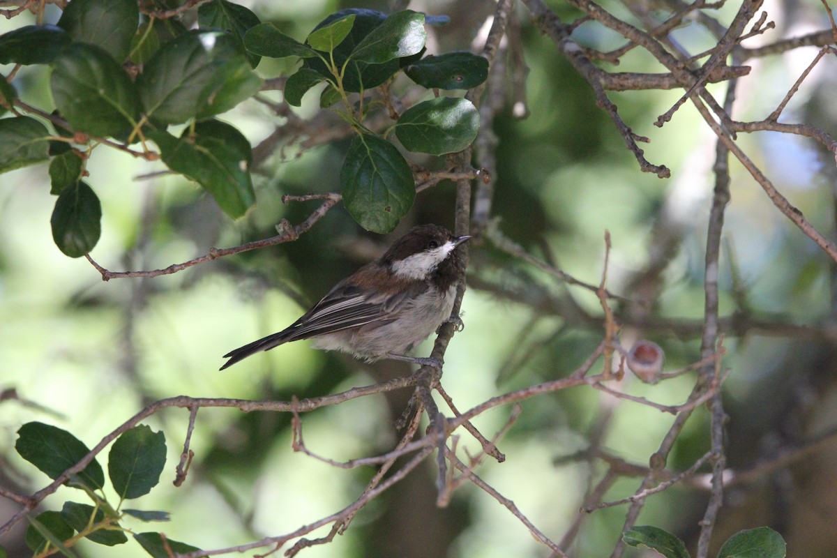Chestnut-backed Chickadee - ML639192222
