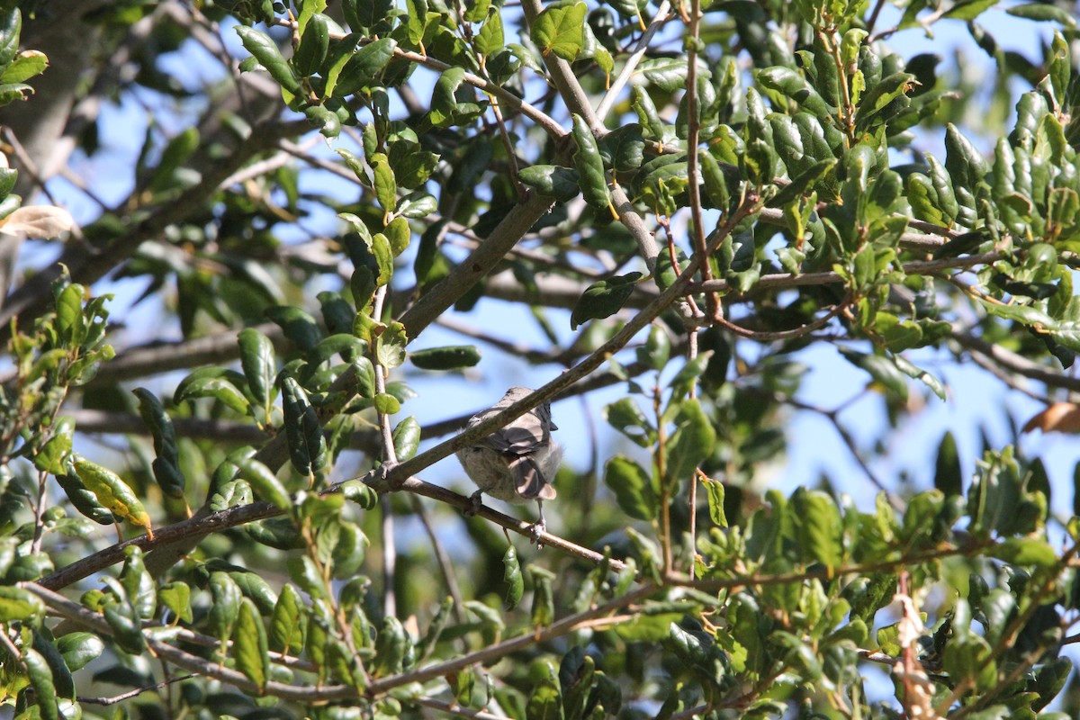 Oak Titmouse - ML639192261