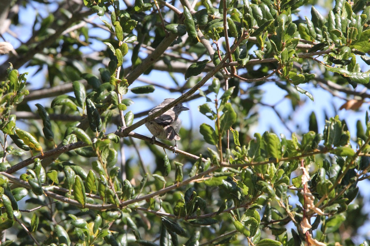 Oak Titmouse - ML639192262