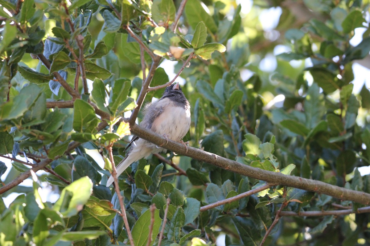 Dark-eyed Junco - ML639192264