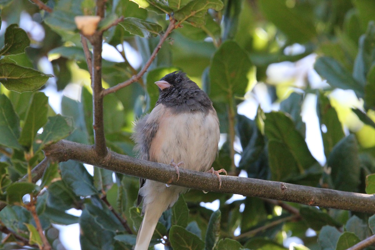 Dark-eyed Junco - ML639192265