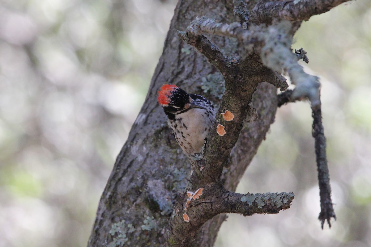 Nuttall's Woodpecker - ML639192267