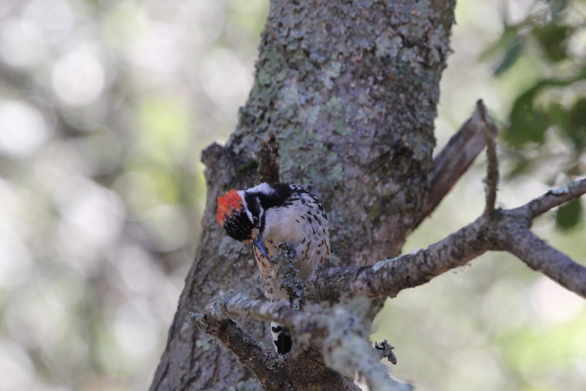 Nuttall's Woodpecker - ML639192268