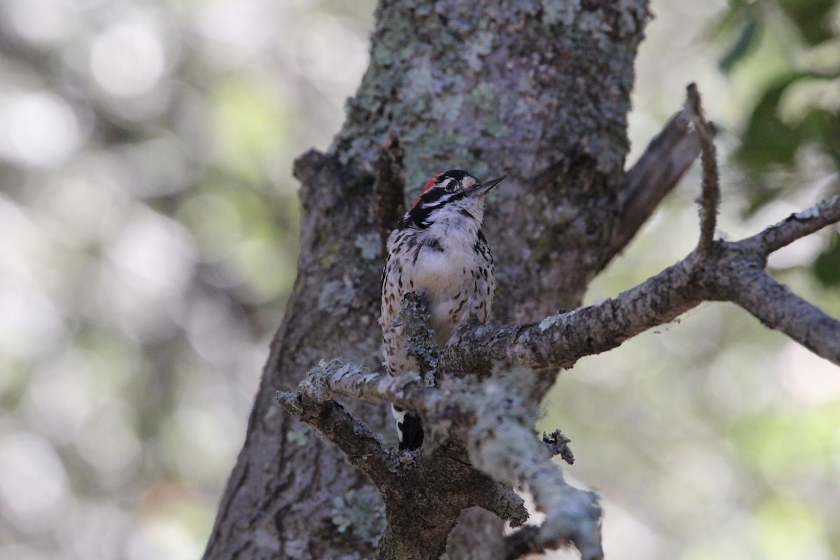 Nuttall's Woodpecker - ML639192269