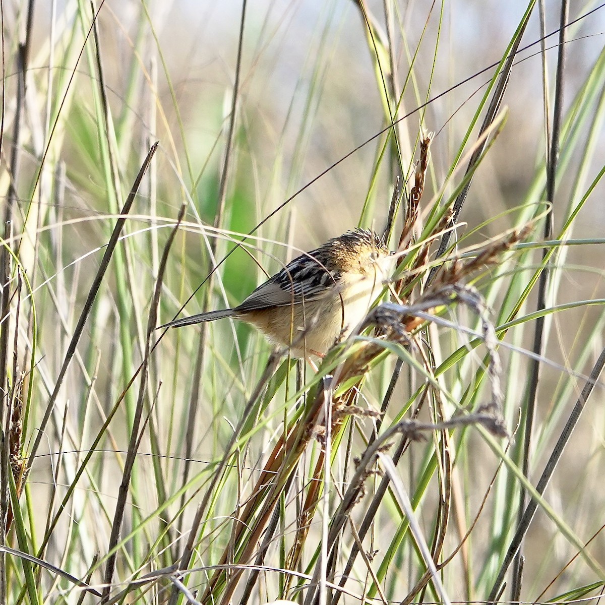 Golden-headed Cisticola - ML639192274