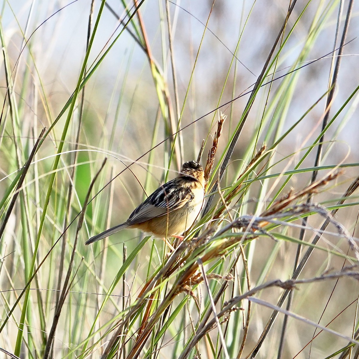 Golden-headed Cisticola - ML639192275