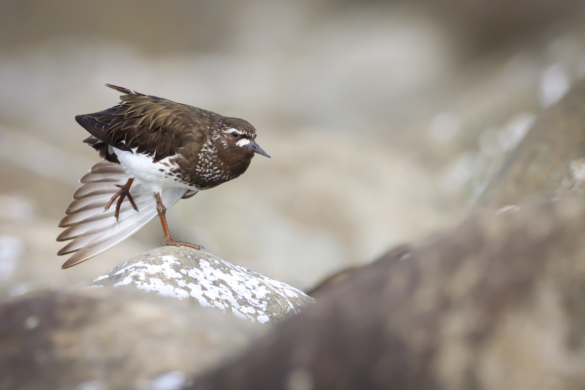 kamenáček černohlavý - ML639192288