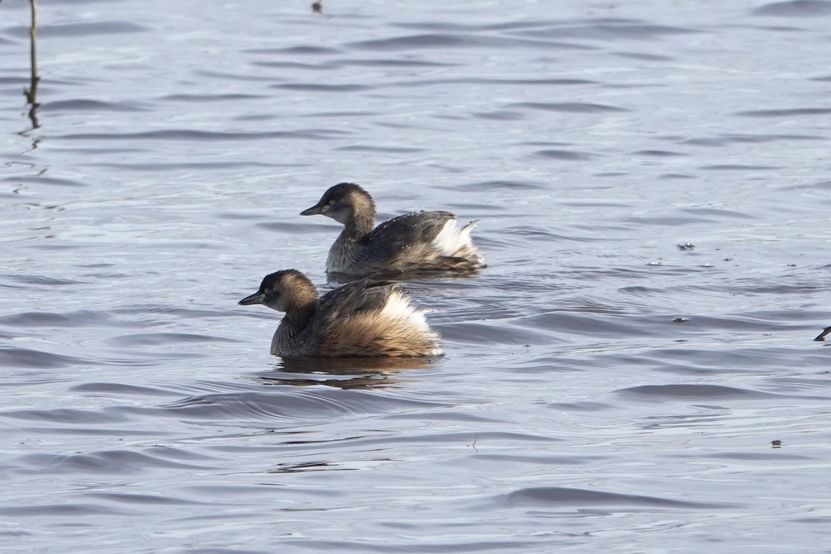 Australasian Grebe - ML639192289