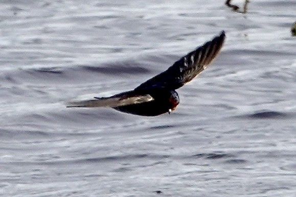 Welcome Swallow - ML639192292