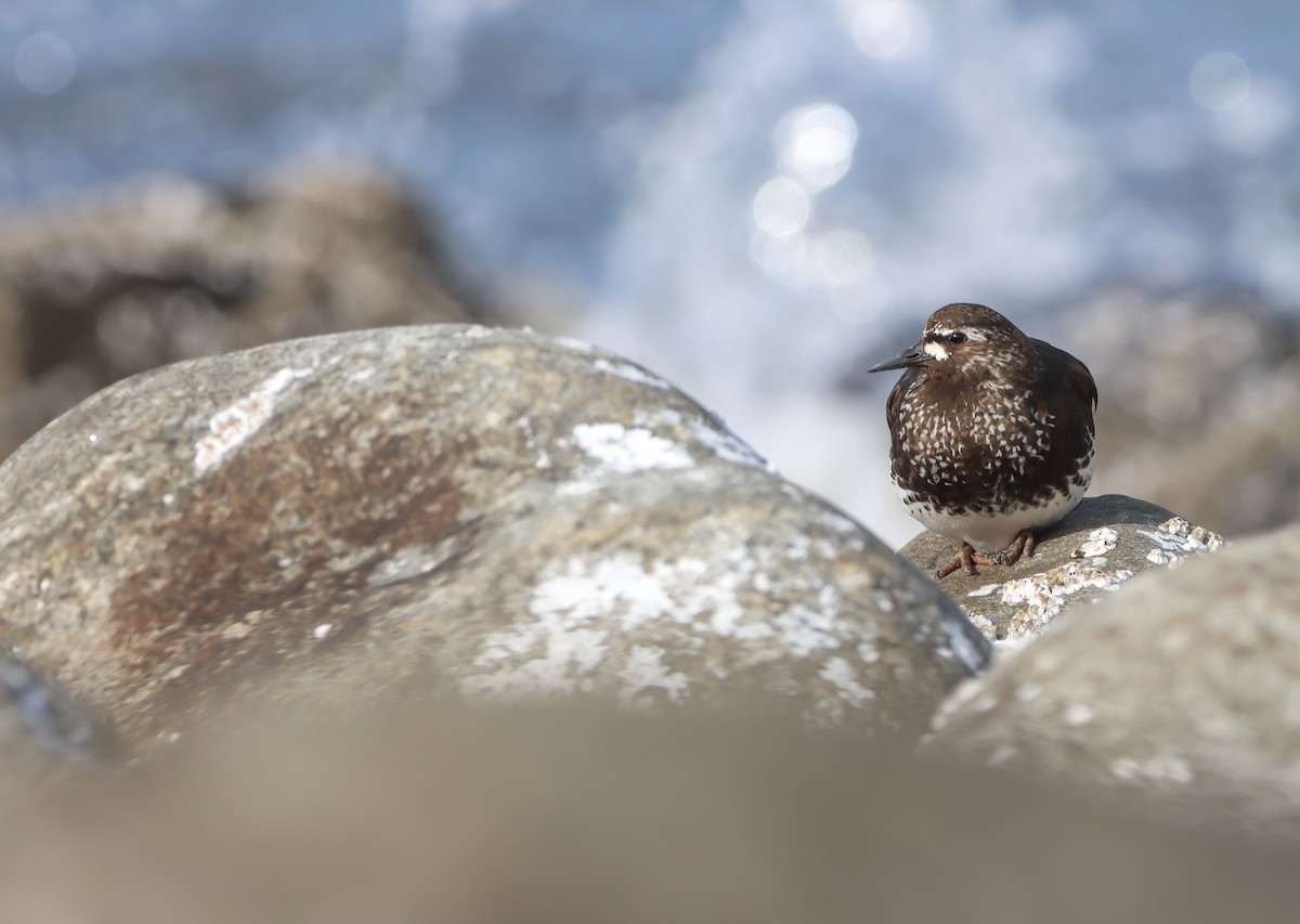 kamenáček černohlavý - ML639192306