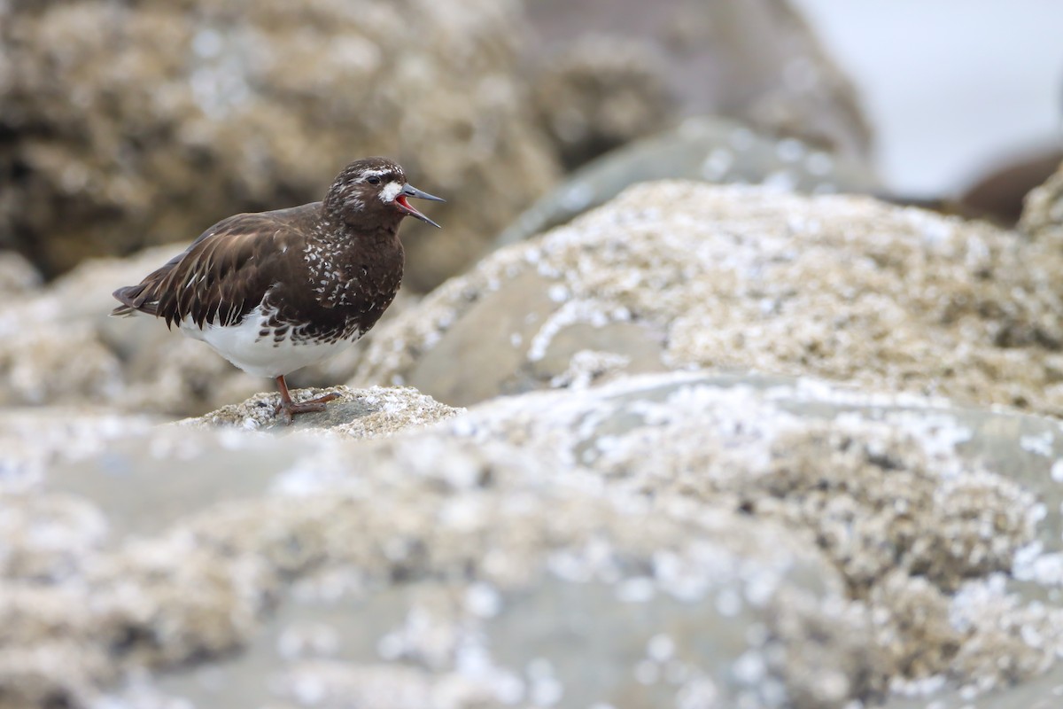 kamenáček černohlavý - ML639192307