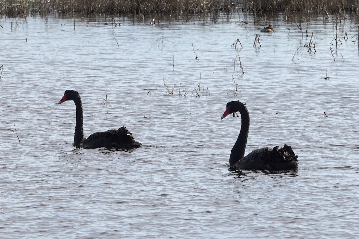 Black Swan - ML639192318