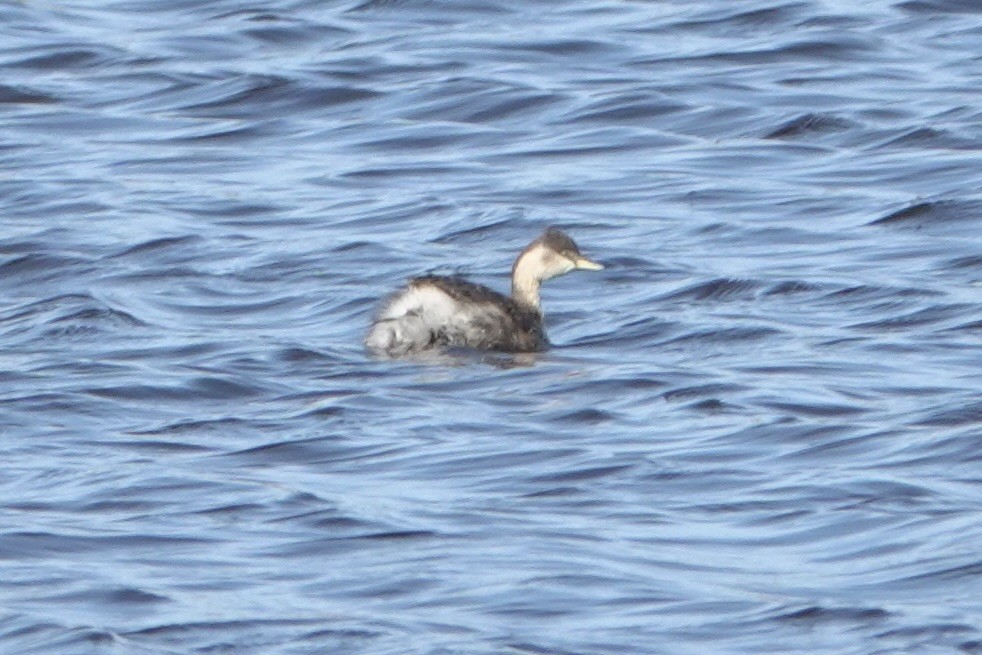 Hoary-headed Grebe - ML639192325