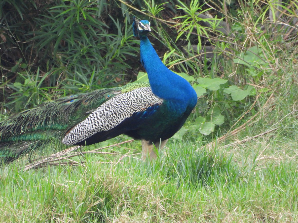 Indian Peafowl - ML639192328