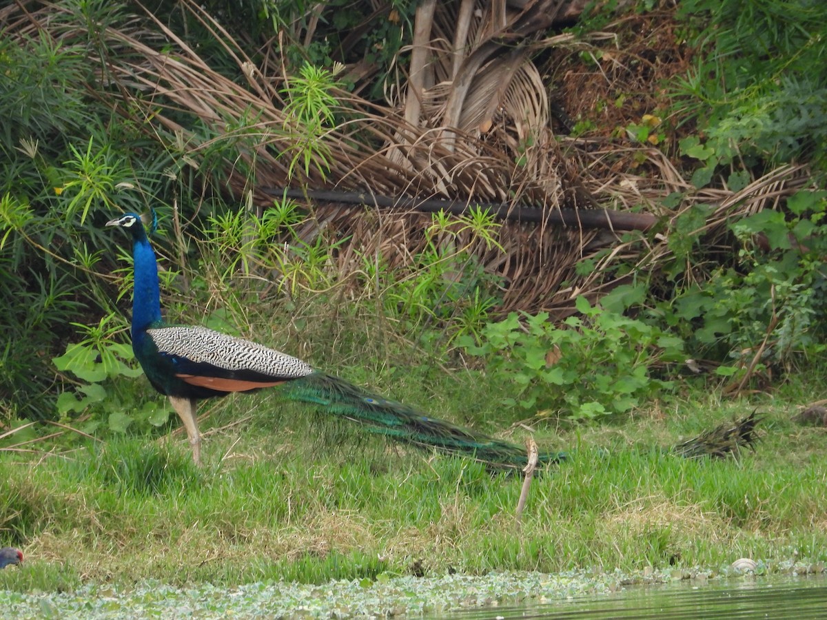 Indian Peafowl - ML639192329