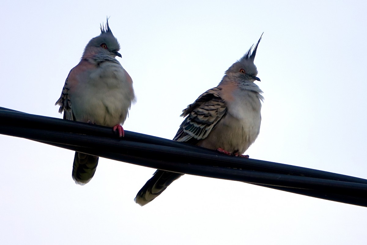 Crested Pigeon - ML639192355