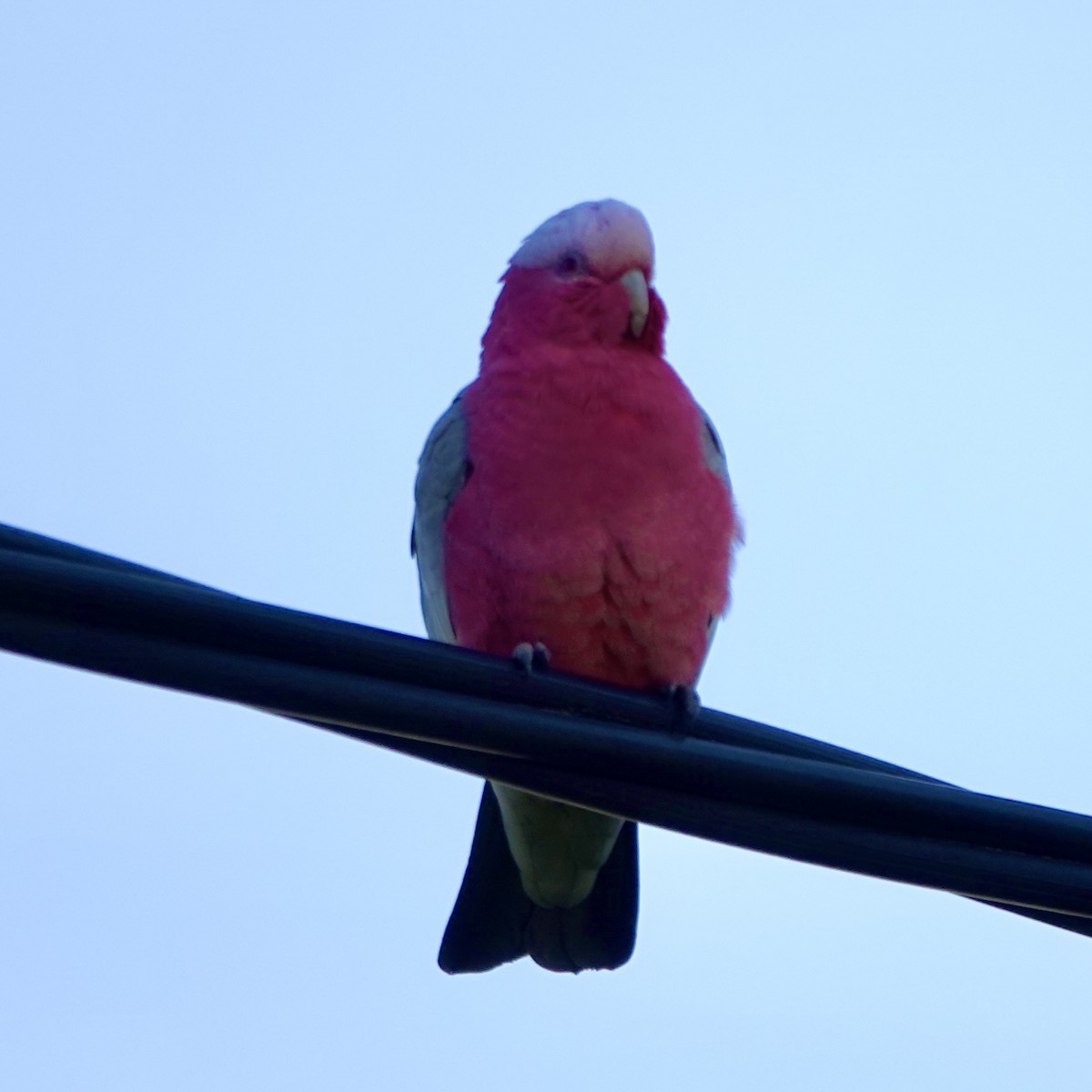 Galah - ML639192359
